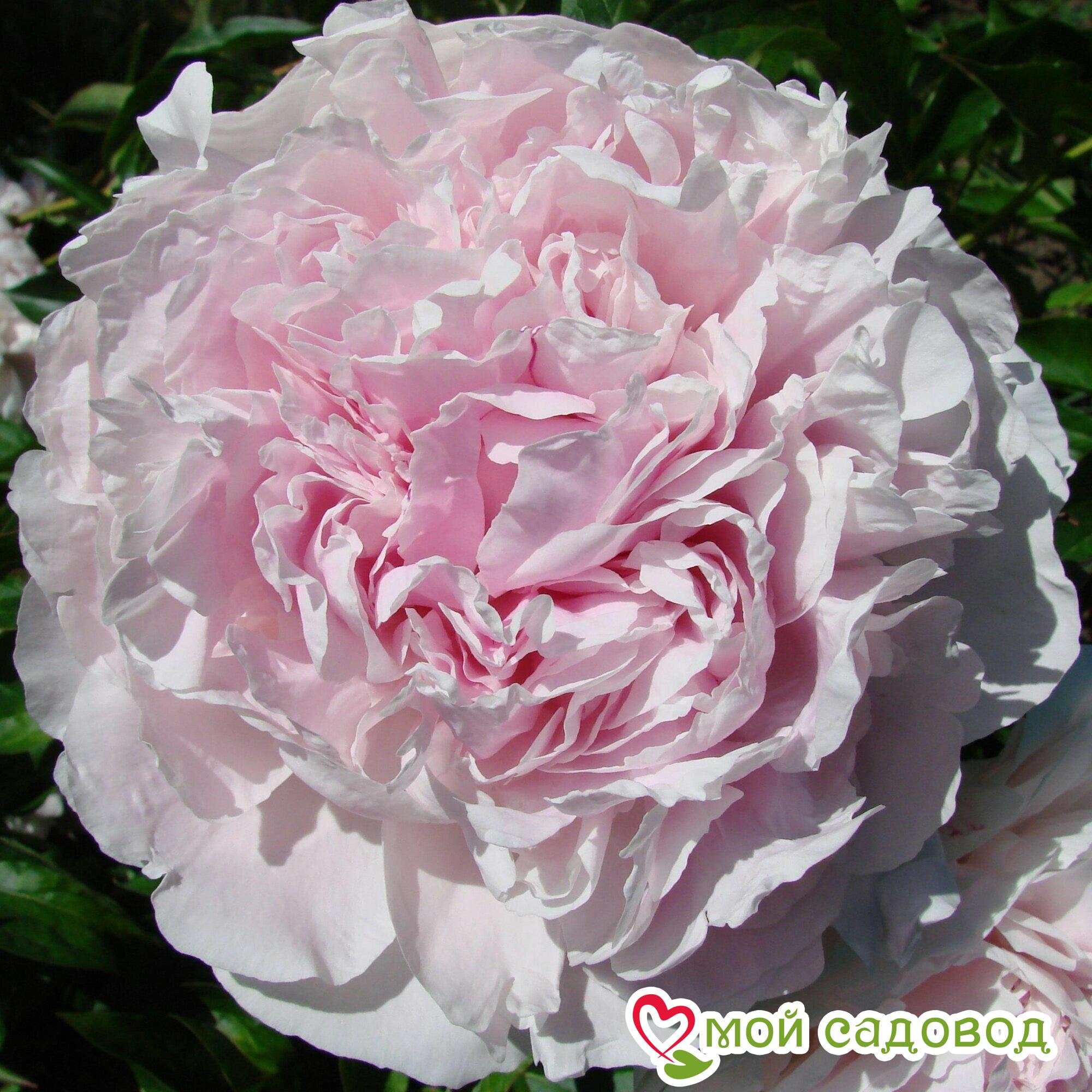 Пион Альберт Круз