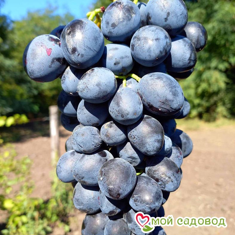 Виноград Забава
