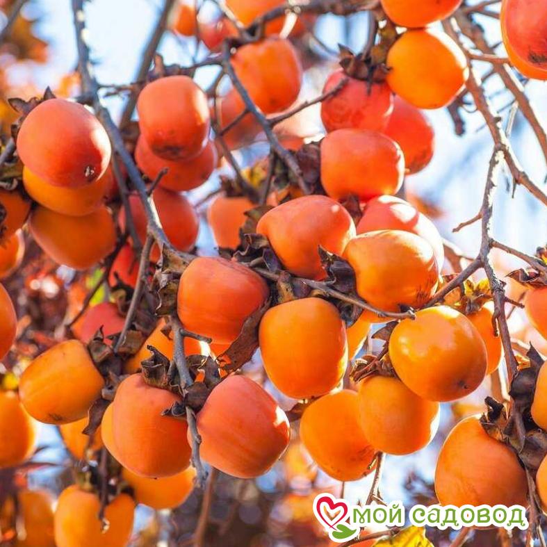 Хурма Роман-Кош