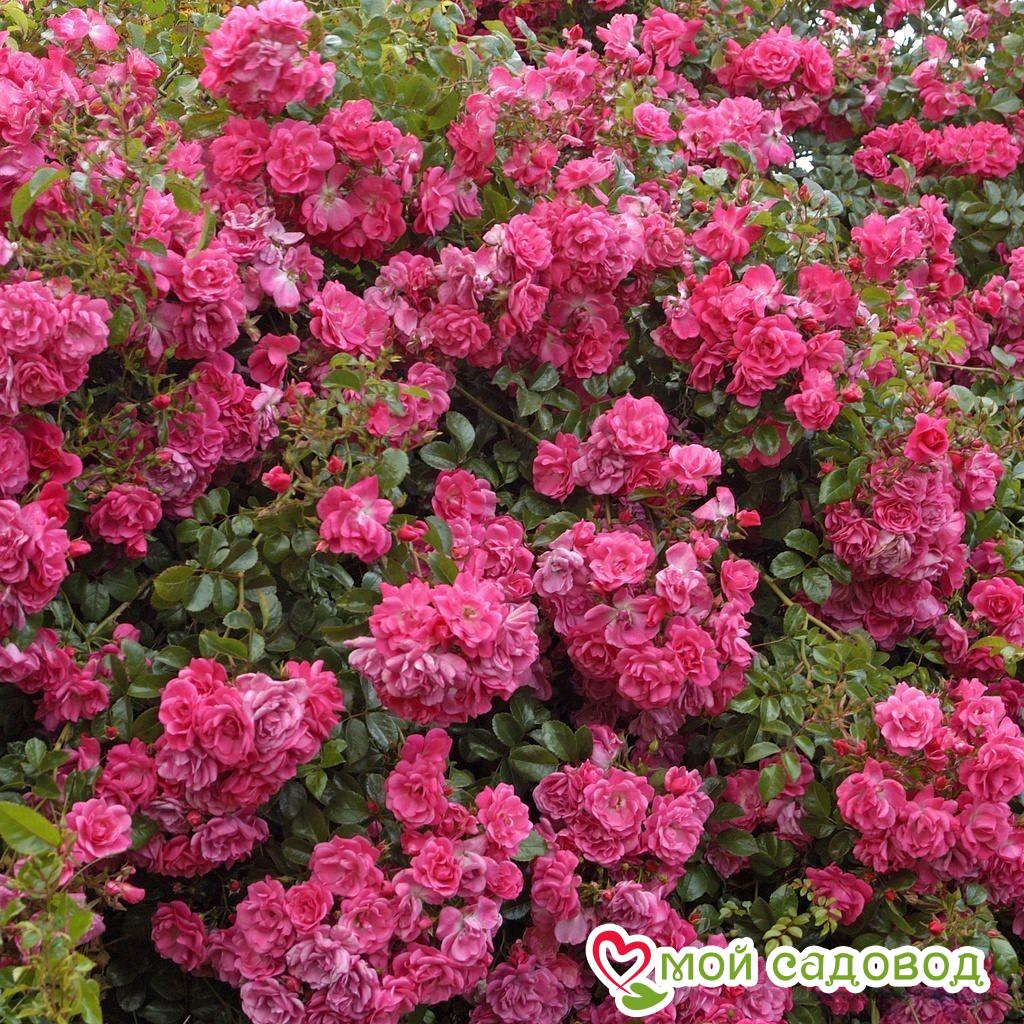 Роза Пальменгартен Франкфурт