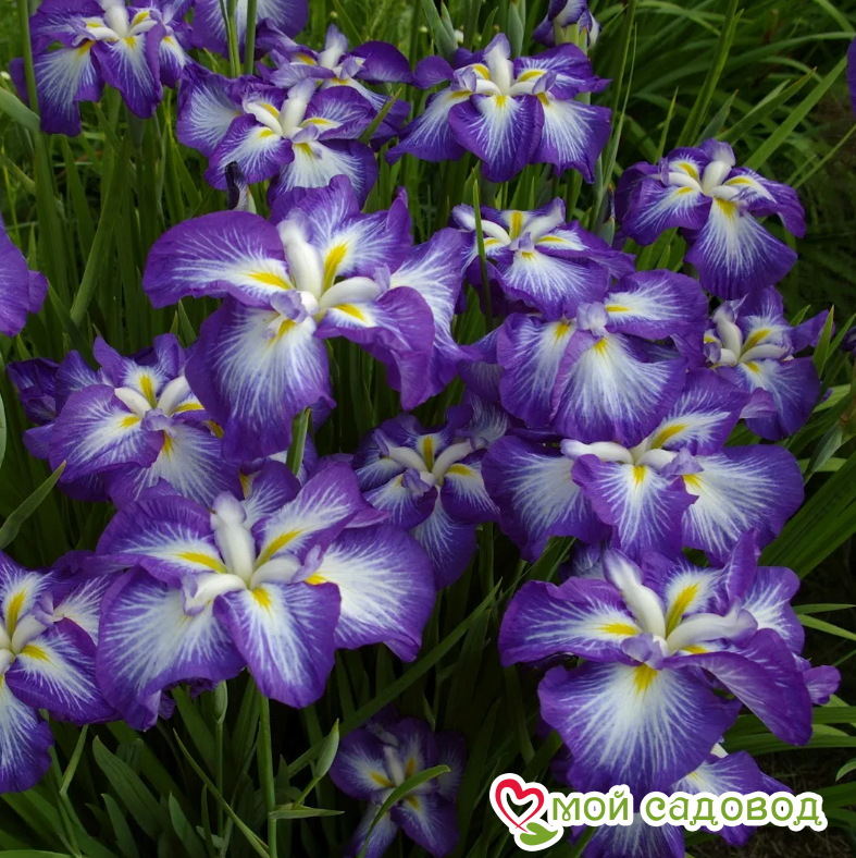 ИРИС ЯПОНСКИЙ ГУСТО