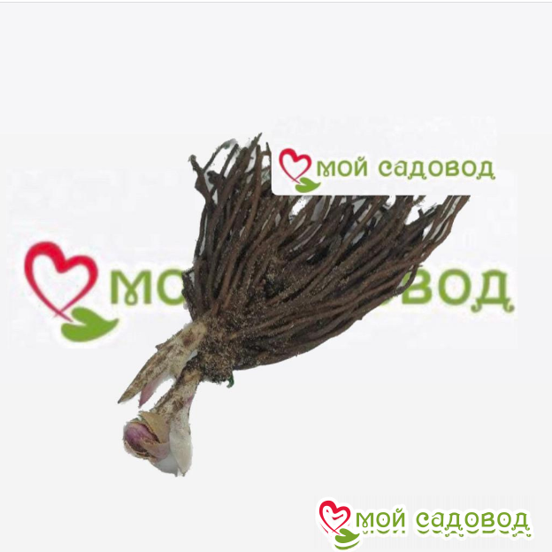 Морозник Винтер Сплеш