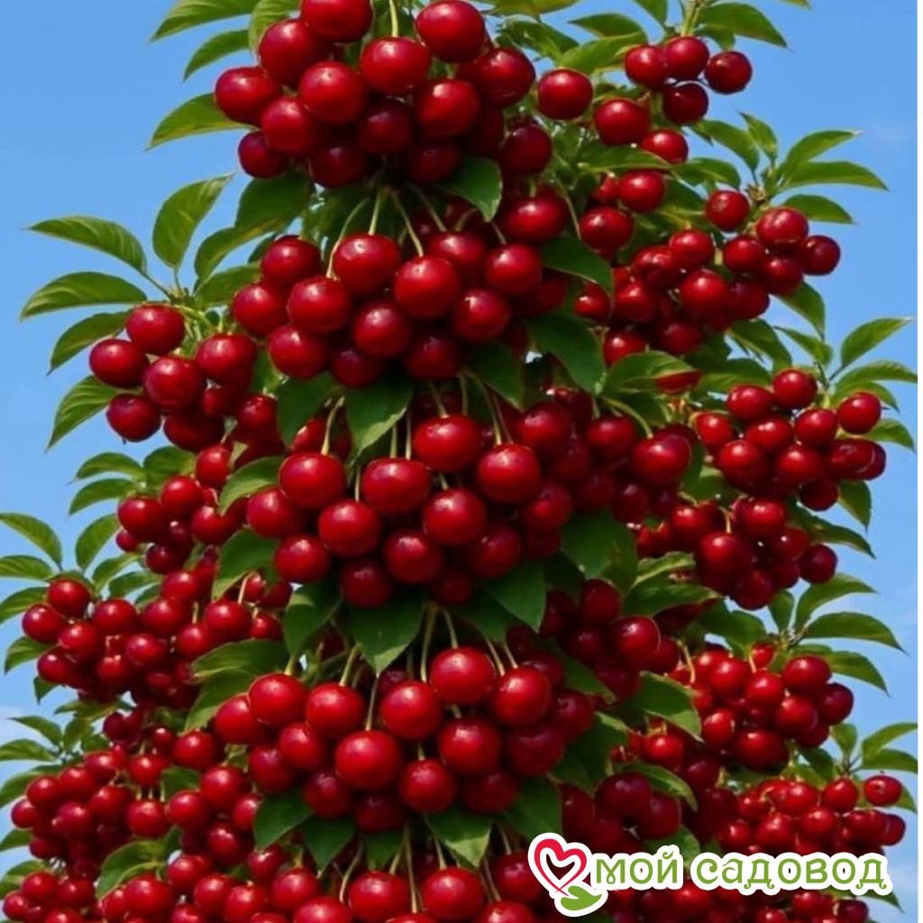 Вишня Кордия