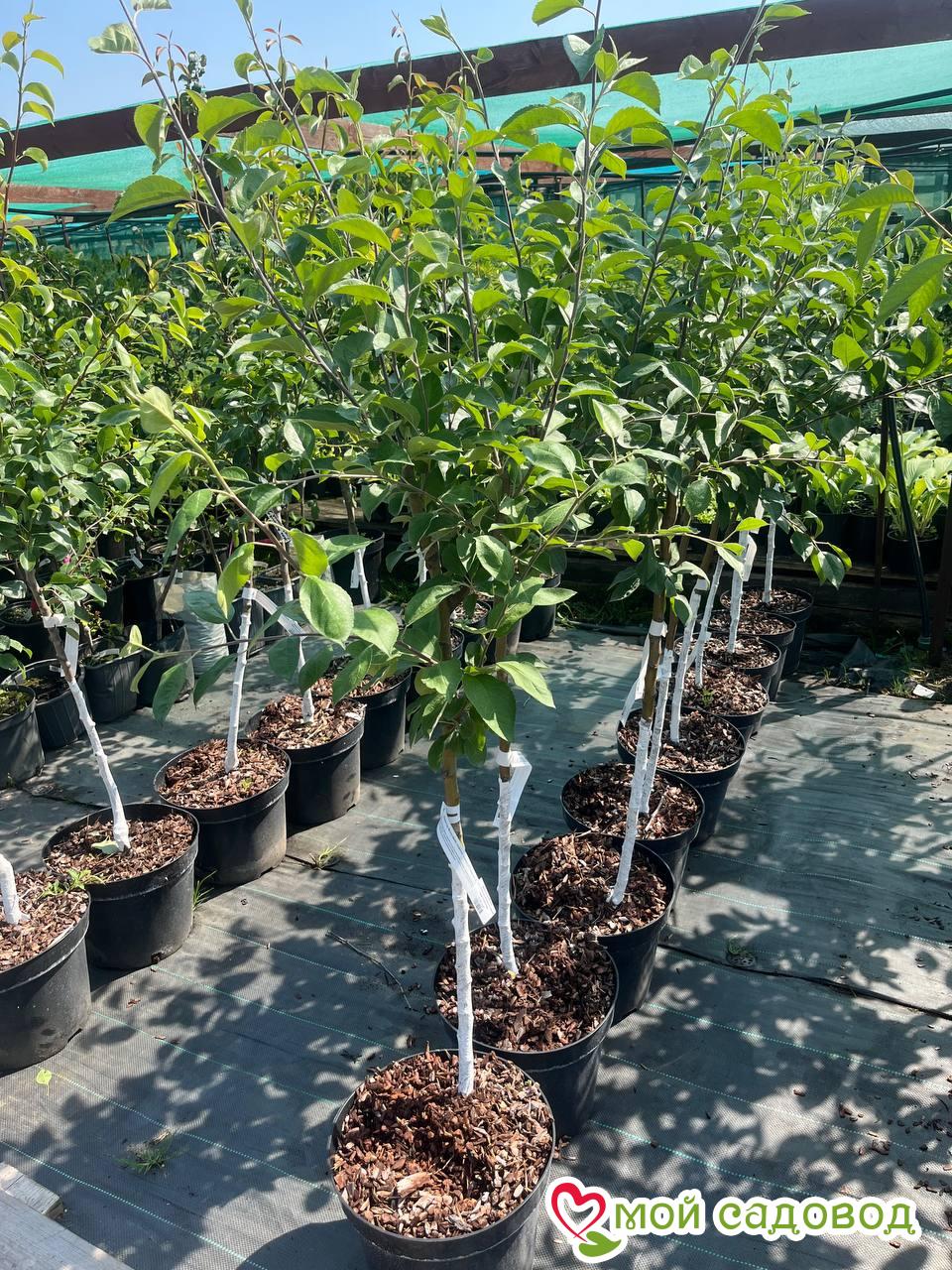 Яблоня Ред Лав